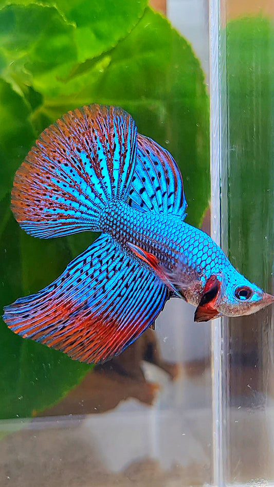 HALFMOON DELTA ALIEN GREEN HYBRID WILD BETTA FISH