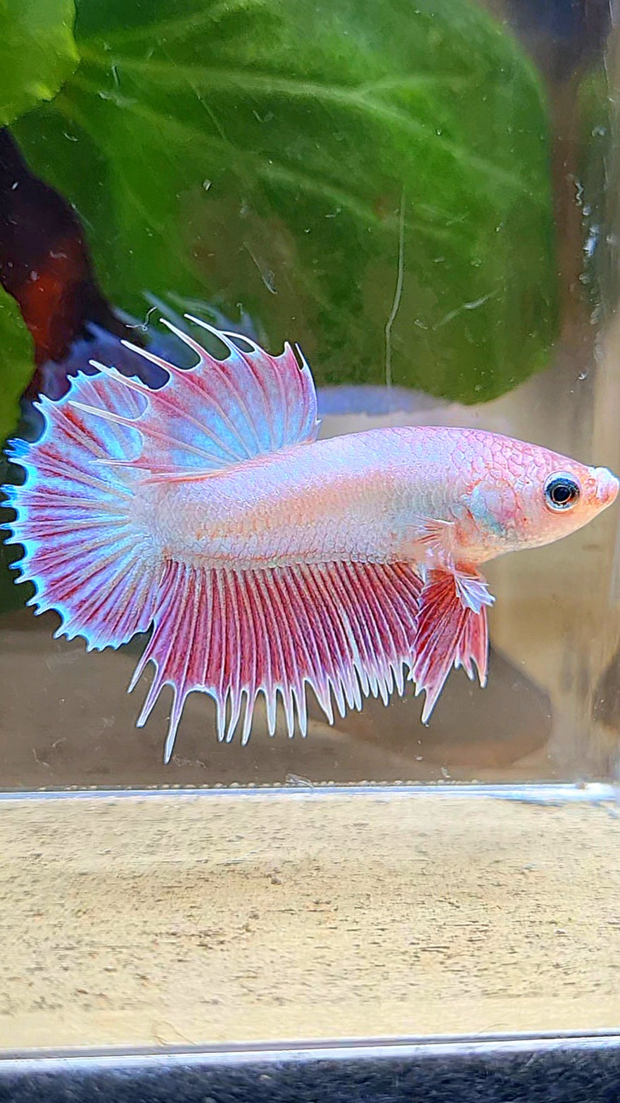 LUXURY CROWNTAIL PLAKAT PINK UNICORN BETTA FISH