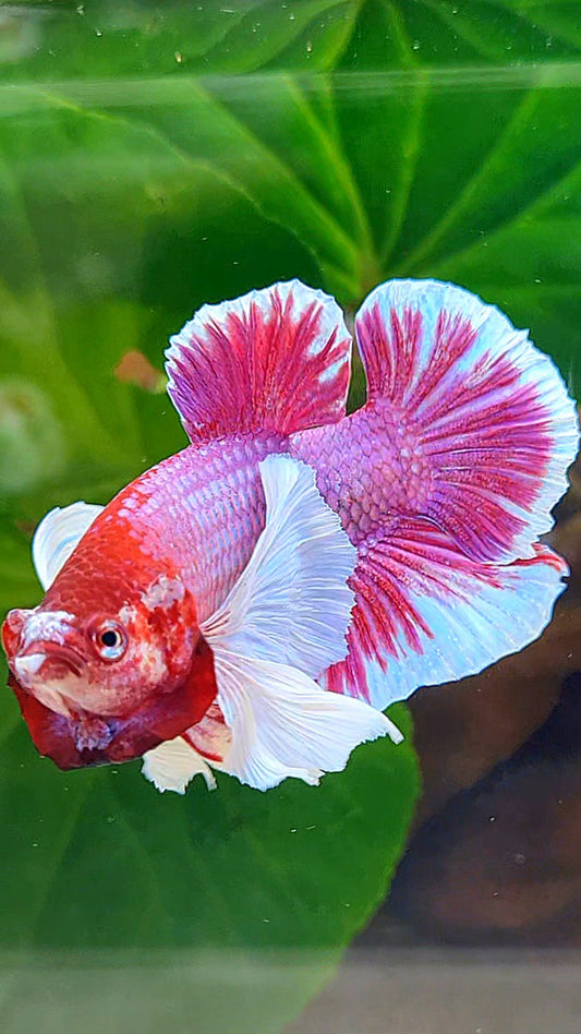 PLAKAT DUMBO EAR PURPLE LAVENDER BETTA FISH