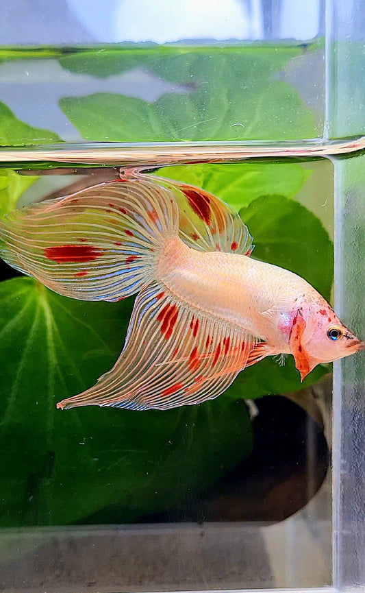 VEILTAIL ARMAGEDDON BETTA FISH
