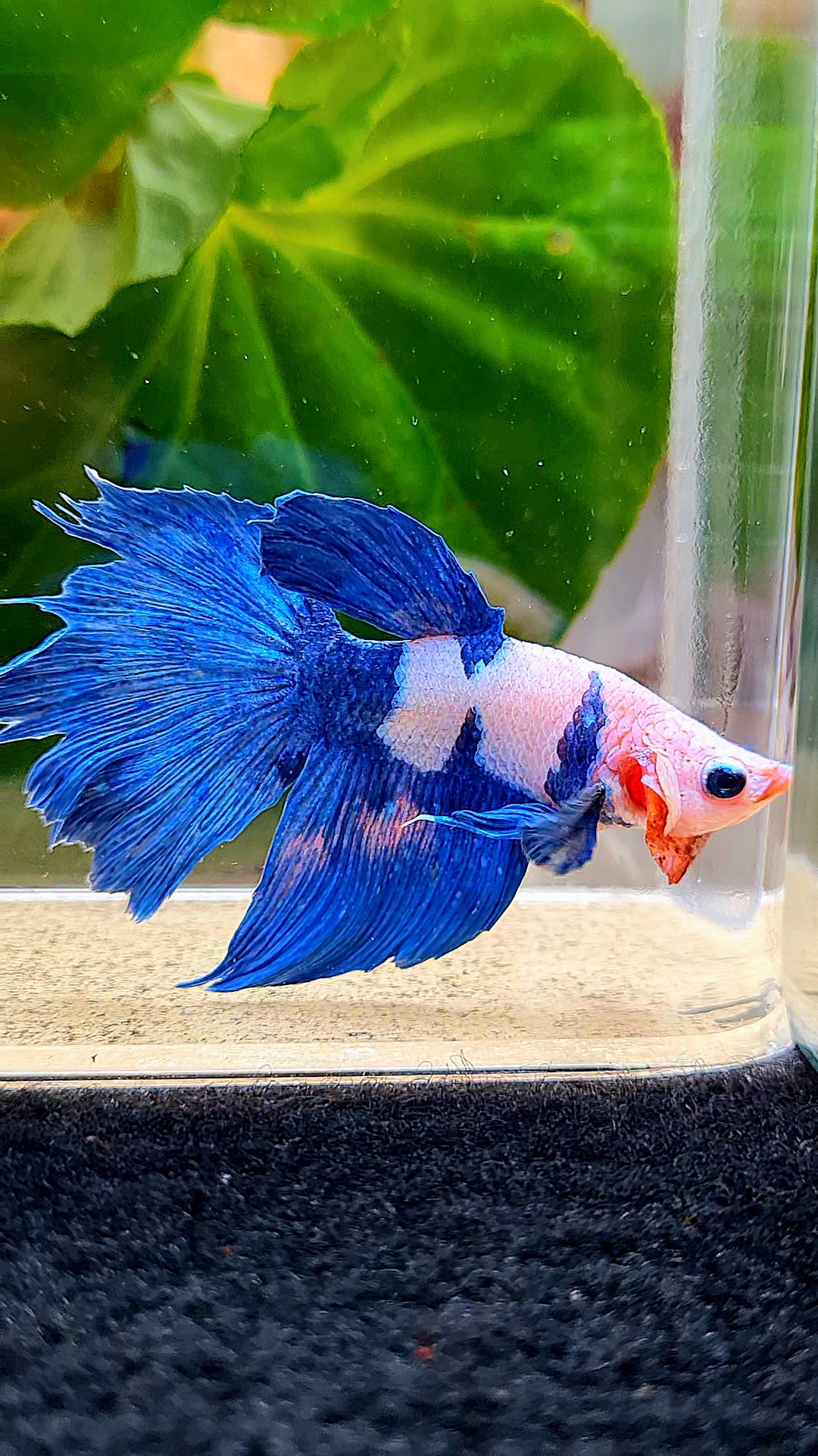 HALFMOON PINK FANCY FLAMINGGO BLUE DOT BETTA FISH