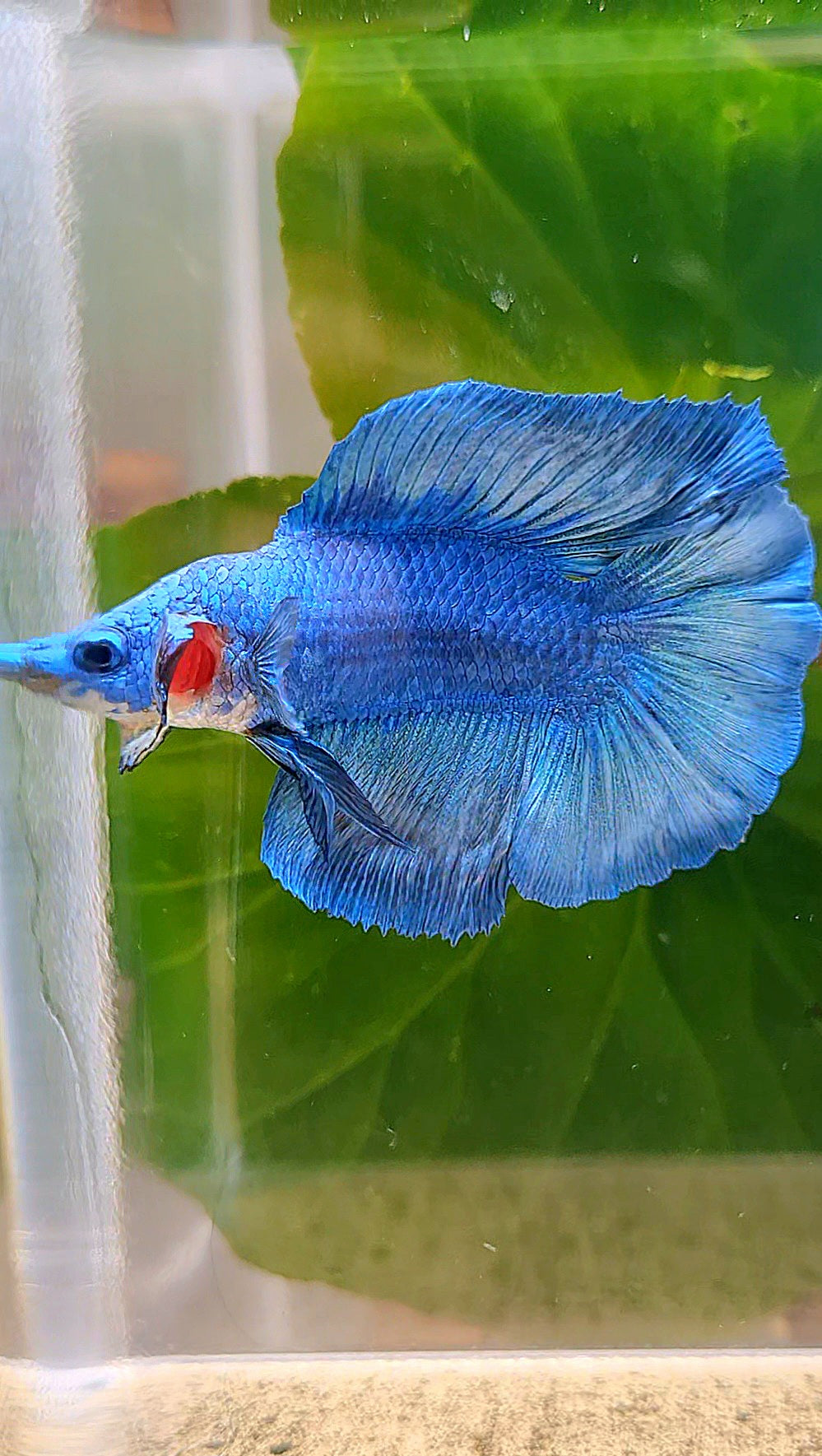 HALFMOON DOUBLE TAIL FANCY BLUE BETTA FISH