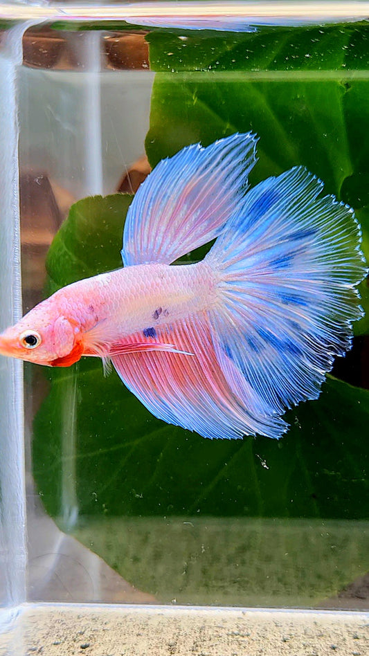 LUXURY HALFMOON PINK FANCY FLAMINGGO ICE BLUE DOT BETTA FISH
