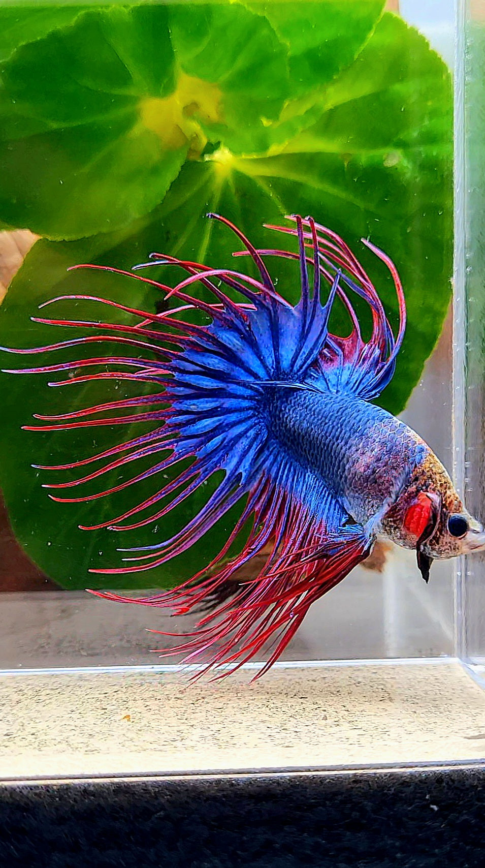 CROWNTAIL BLUE PURPLE MASCOT MONKEY FACE BETTA FISH