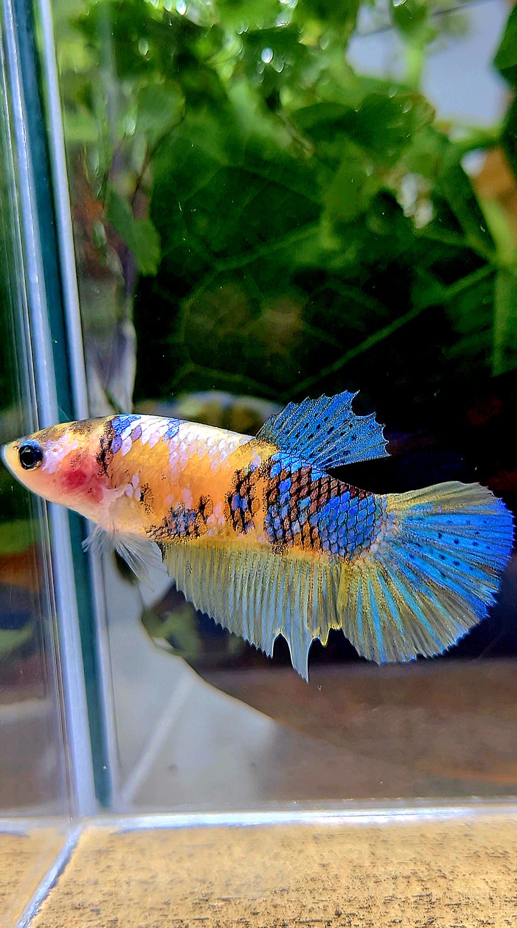 FEMALE HALFMOON YELLOW KOI GALAXY MULTICOLOR BETTA FISH