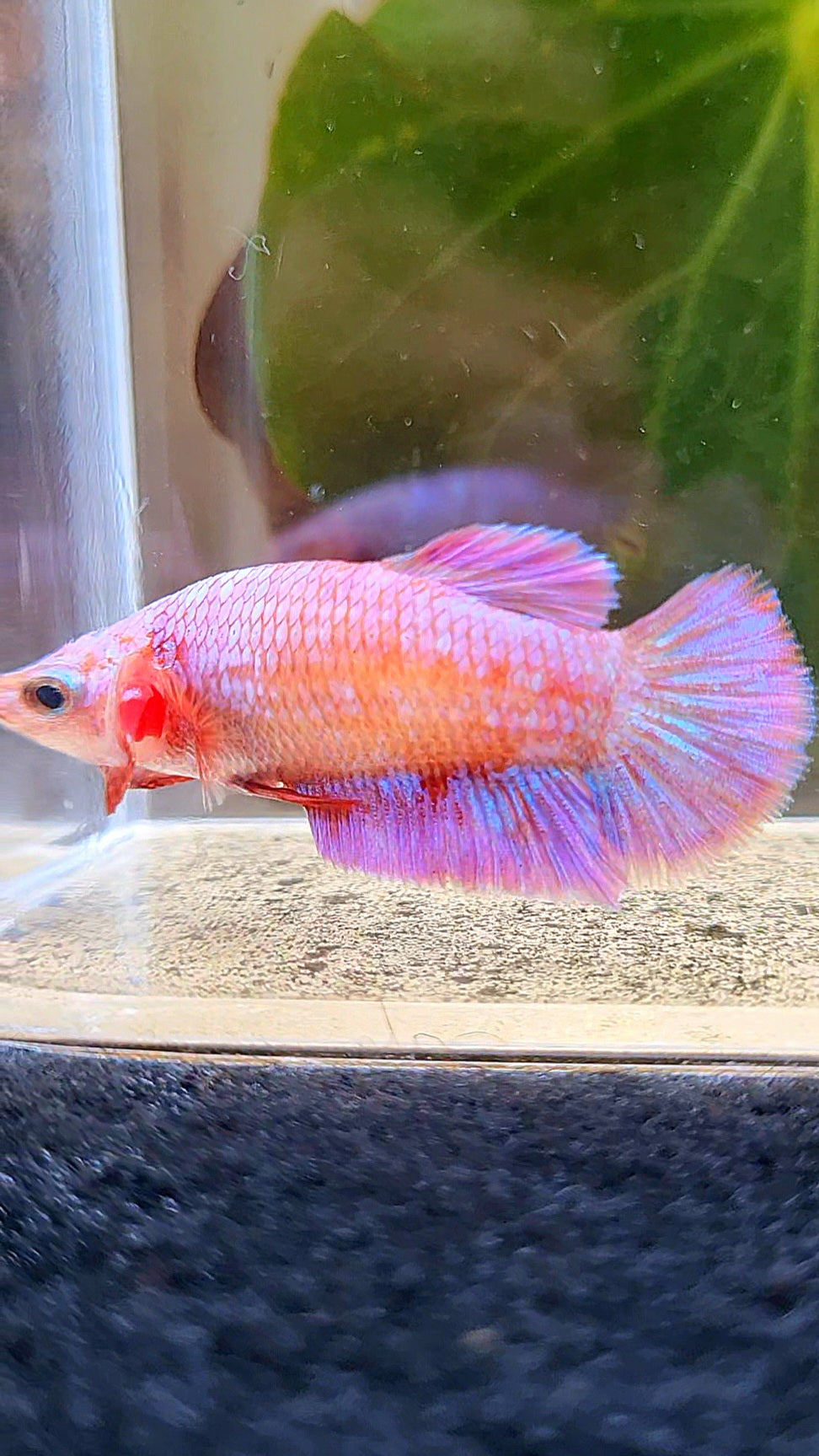 FEMALE PLAKAT RED PURPLE GALAXY RPG BETTA FISH