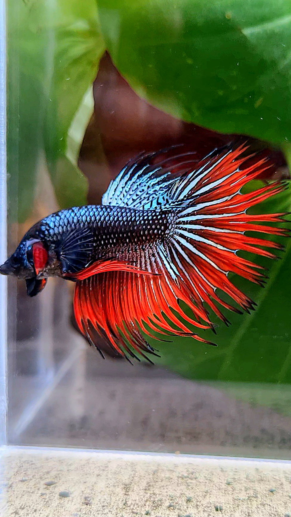 CROWNTAIL IMBELLIS ORANGE COPPER HYBRID WILD BETTA FISH