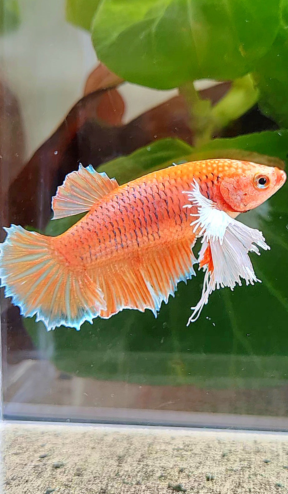 FEMALE HALFMOON DUMBO EAR ORANGE PINEAPPLE BETTA FISH