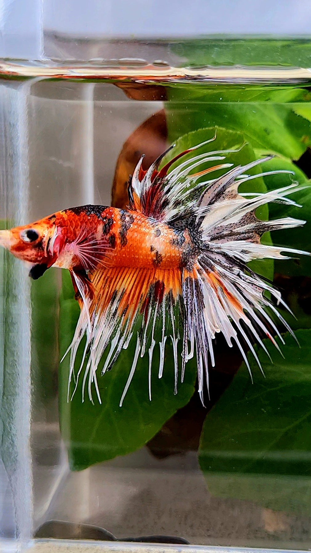 CROWNTAIL ORANGE COPPER TIGER MULTICOLORBETTA FISH
