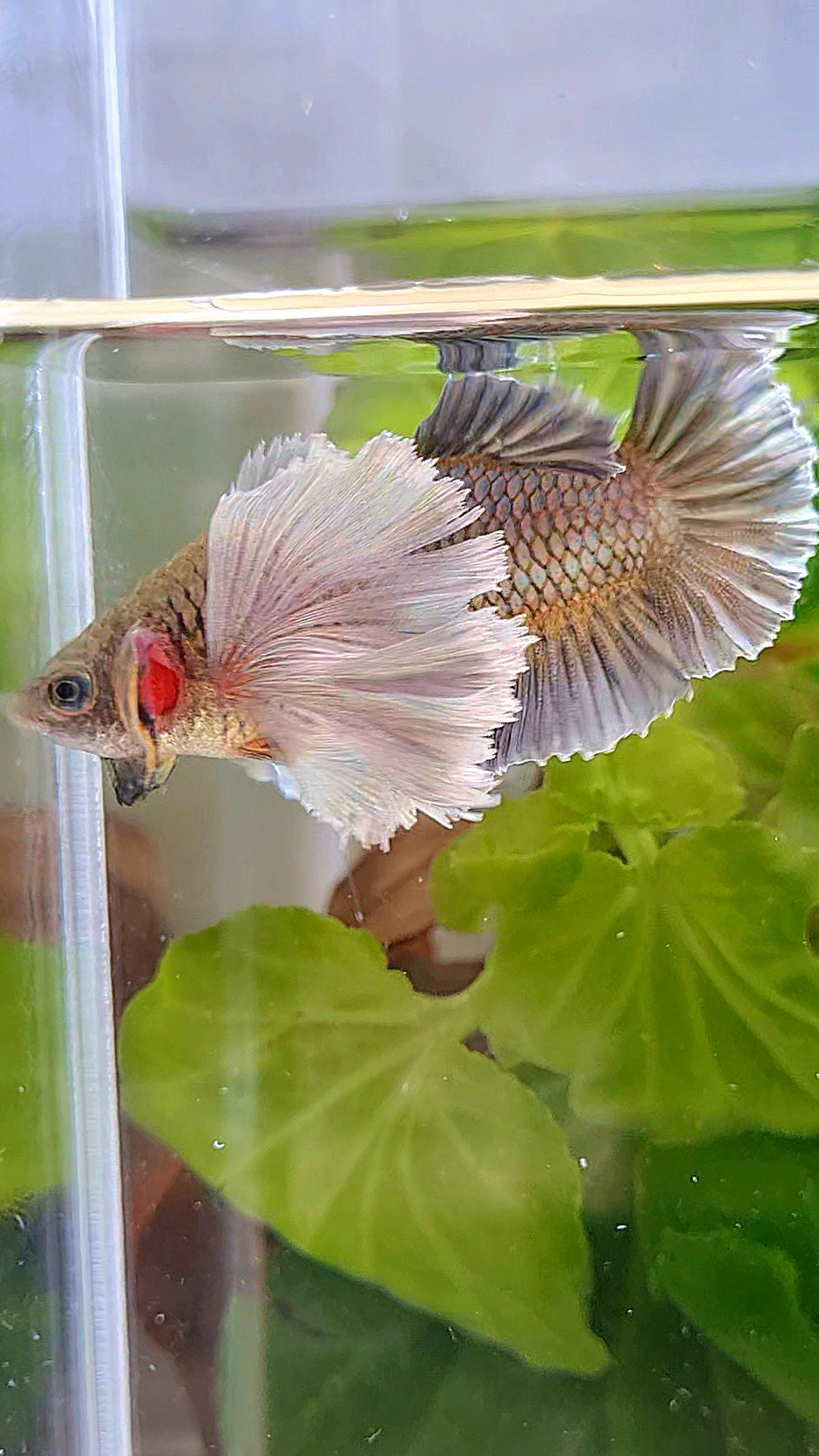 LUXURY FEMALE PLAKAT SUPER DUMBO EAR COPPER YELLOW BETTA FISH