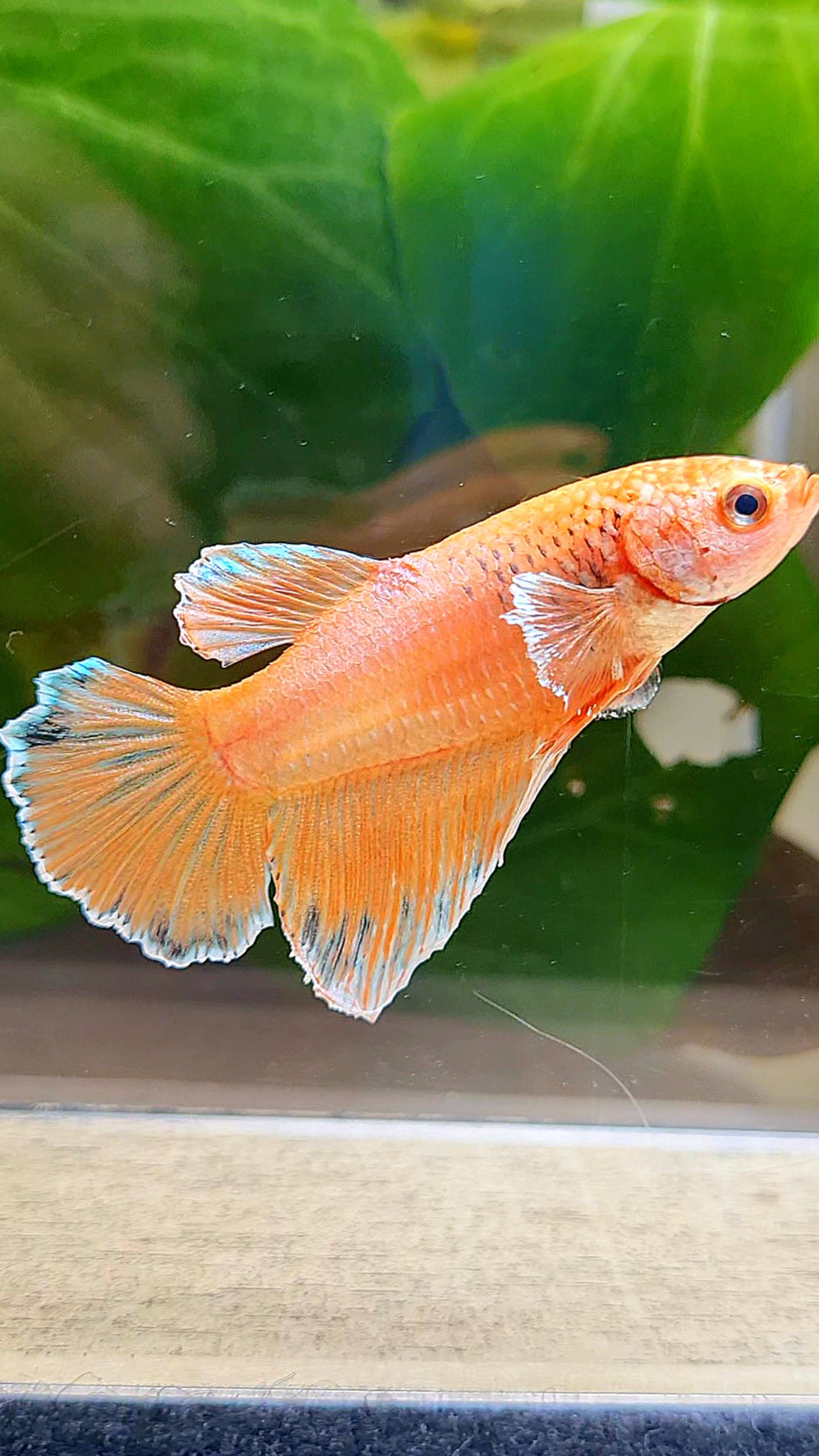 FEMALE HALFMOON ORANGE PINEAPPLE BETTA FISH