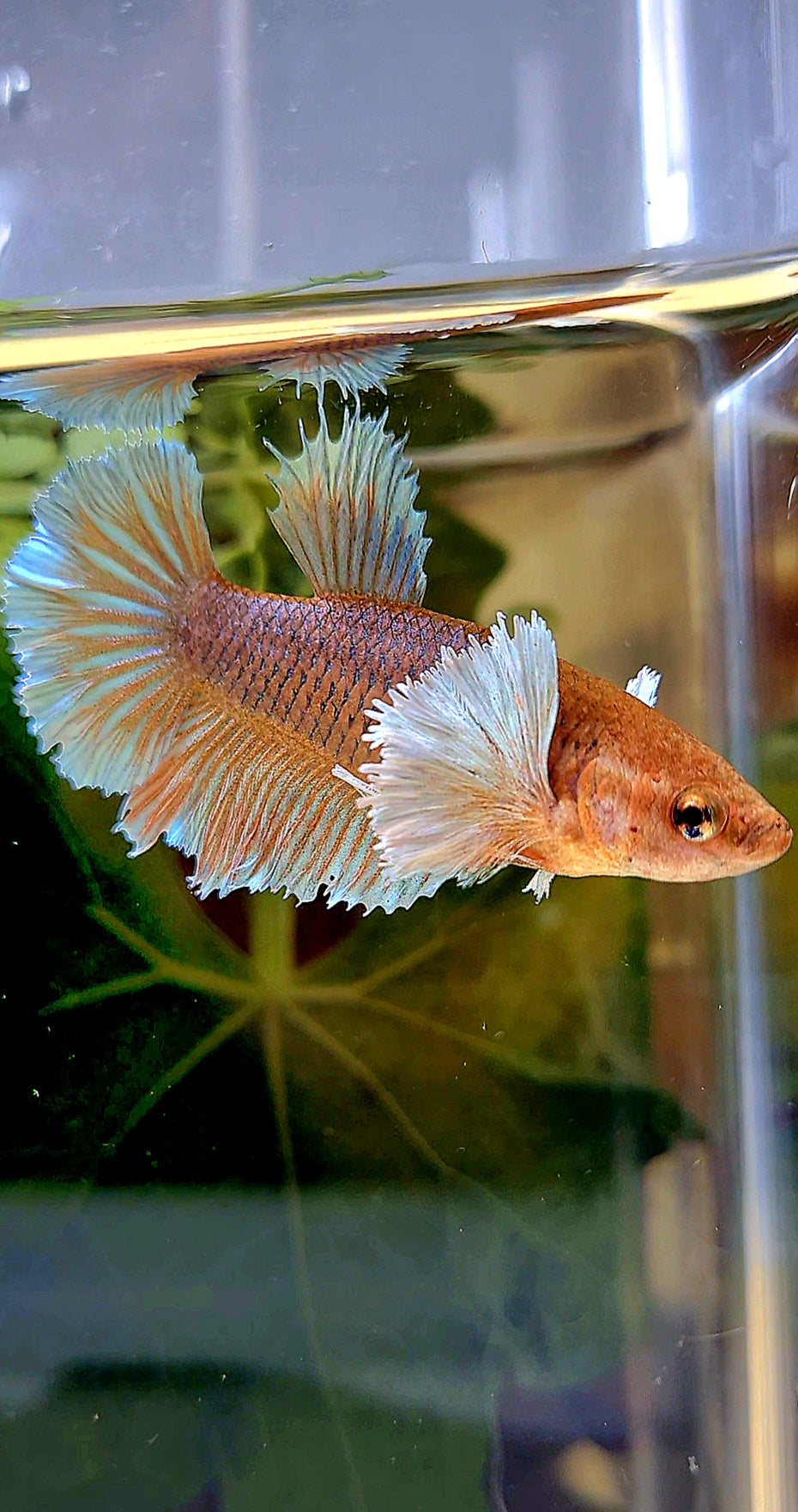 FEMALE HALFMOON DUMBO EAR ORANGE PINEAPPLE BETTA FISH