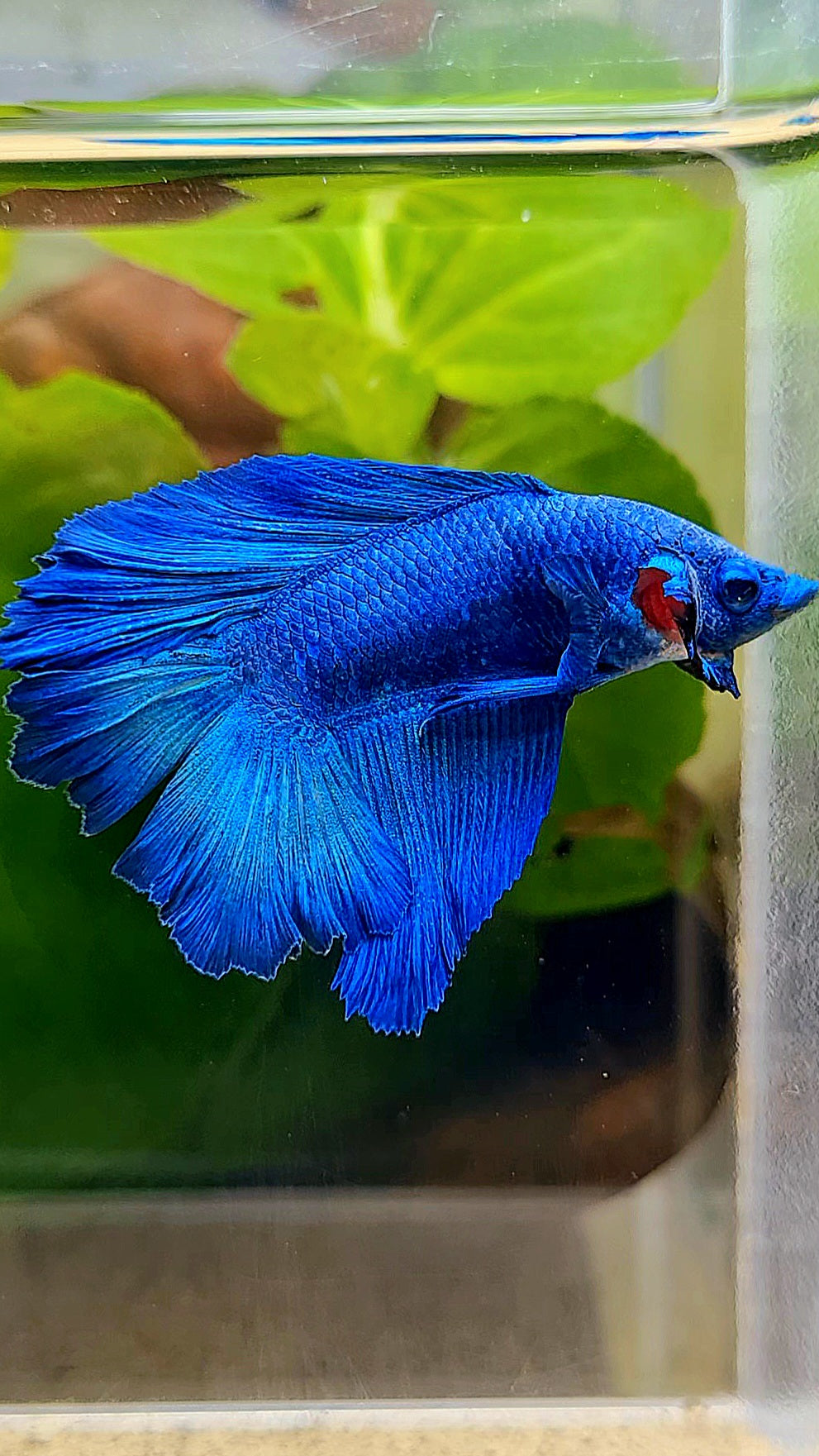 HALFMOON DOUBLE TAIL BLUE BETTA FISH