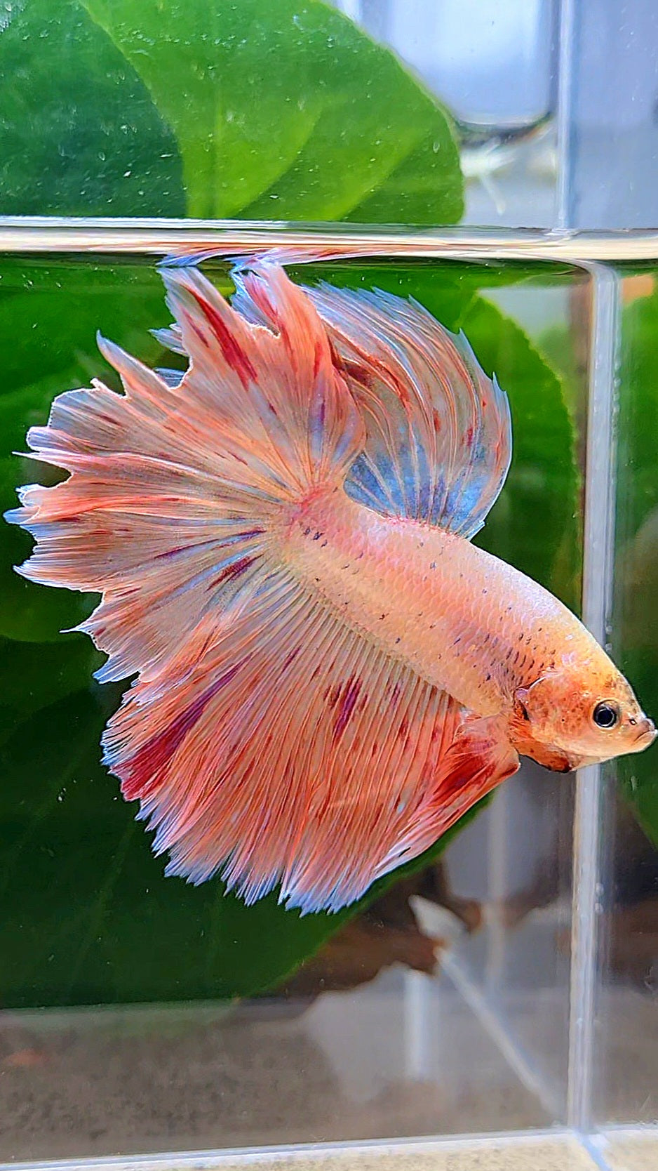 HALFMOON PINK FANCY FLAMINGGO ARMAGEDDON BETTA FISH