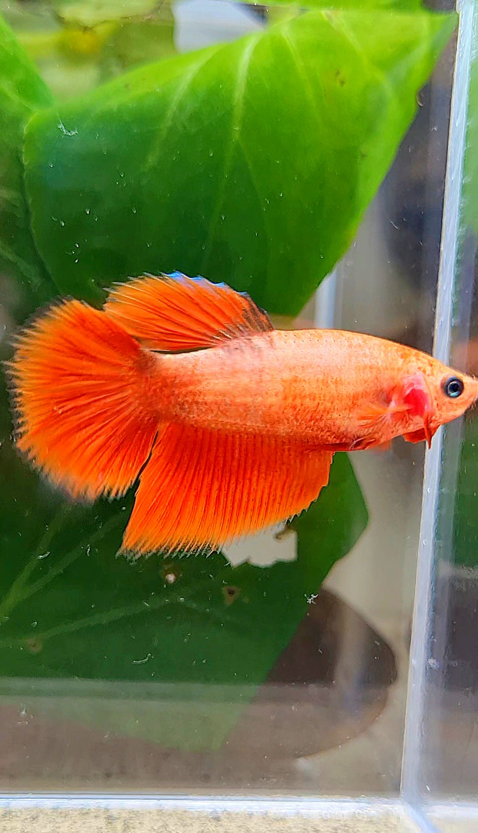 FEMALE HALFMOON RED BETTA FISH
