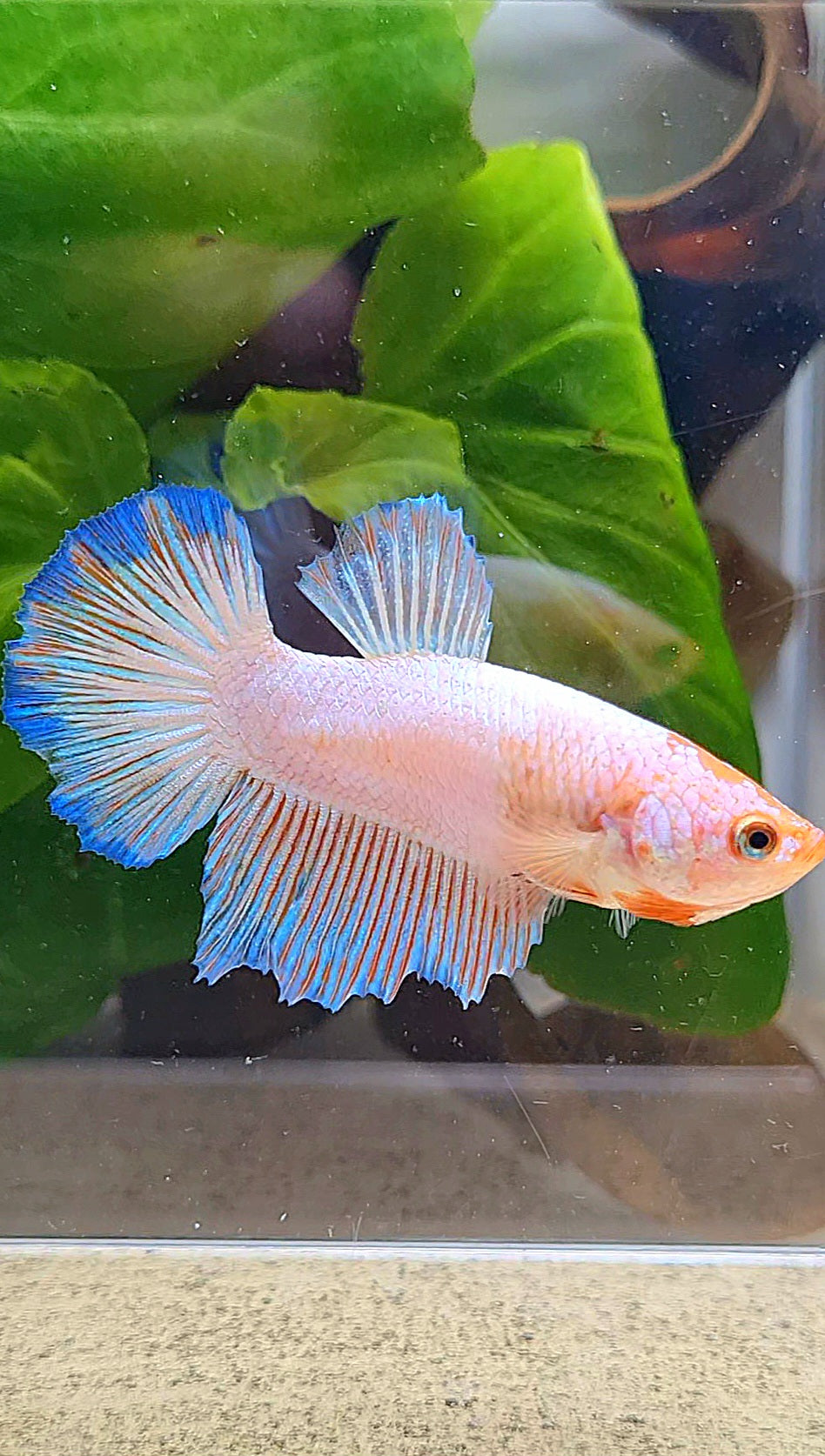 FEMALE HALFMOON PINK FLAMINGGO BLUE RIM BETTA FISH