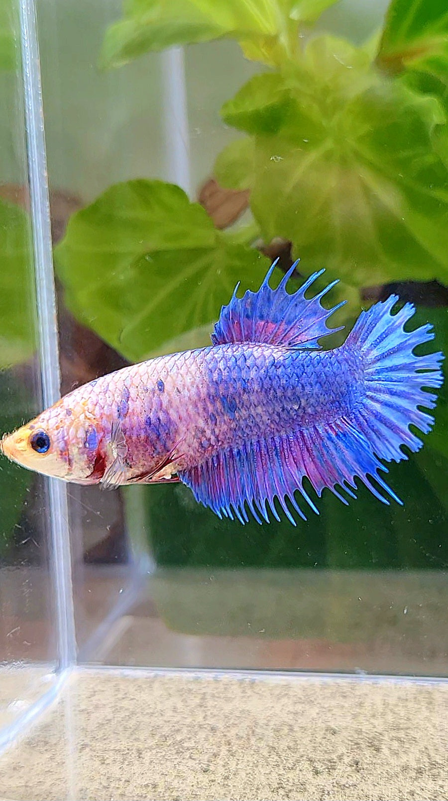 FEMALE CROWNTAIL PLAKAT PURPLE FANCY BETTA FISH