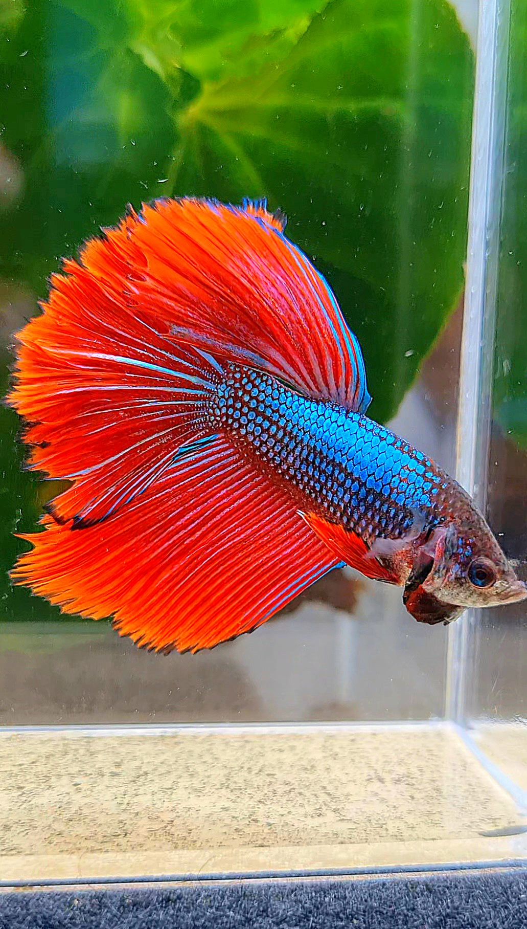 HALFMOON HYBRID IMBELLIS BLUE RED WILD BETTA FISH