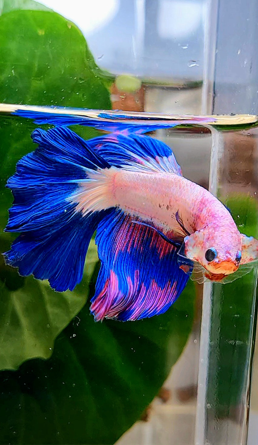 HALFMOON ROSETAIL PINK FANCY FLAMINGGO BLUE RIM BETTA FISH