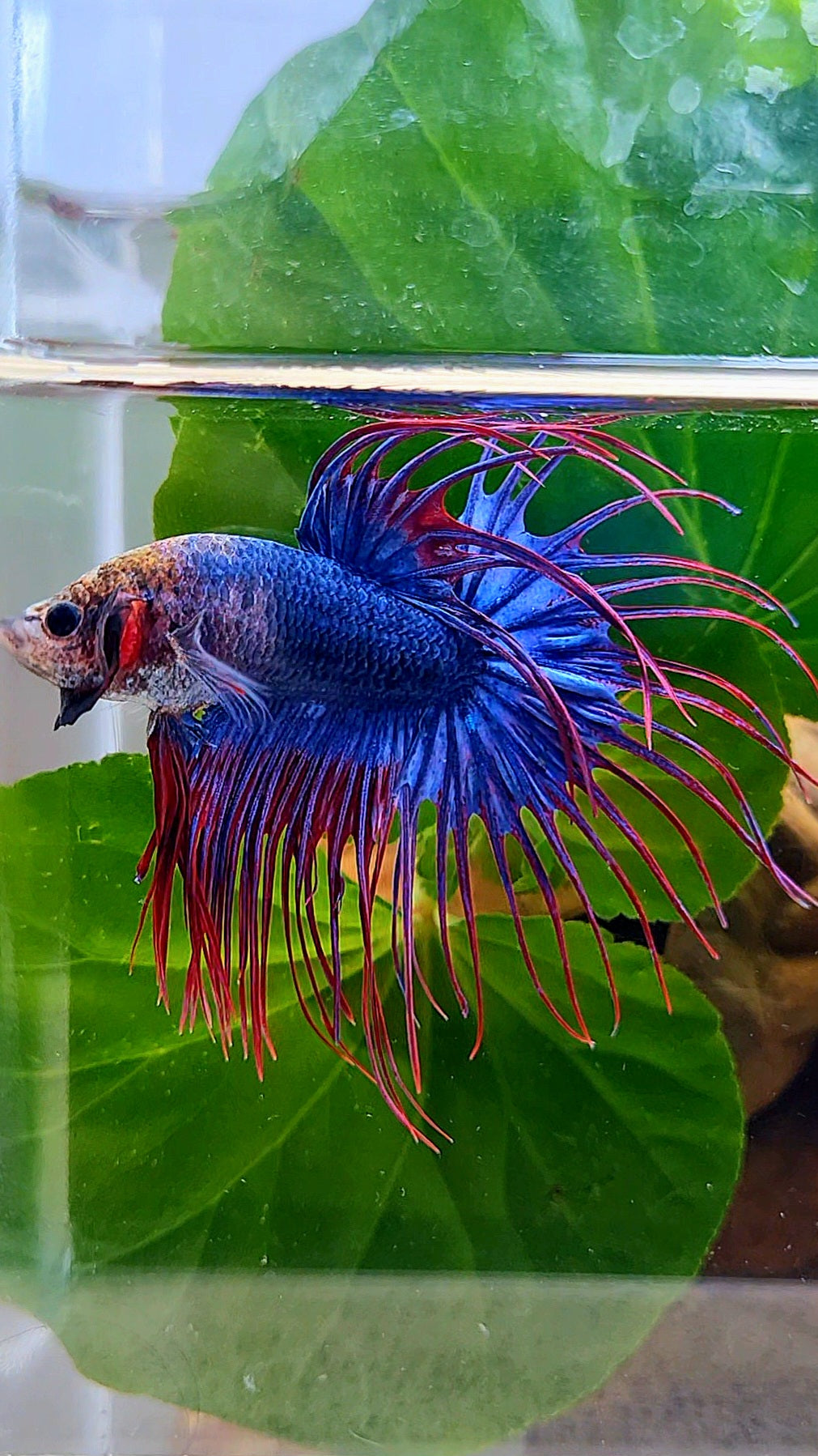 CROWNTAIL BLUE PURPLE MASCOT MONKEY FACE BETTA FISH