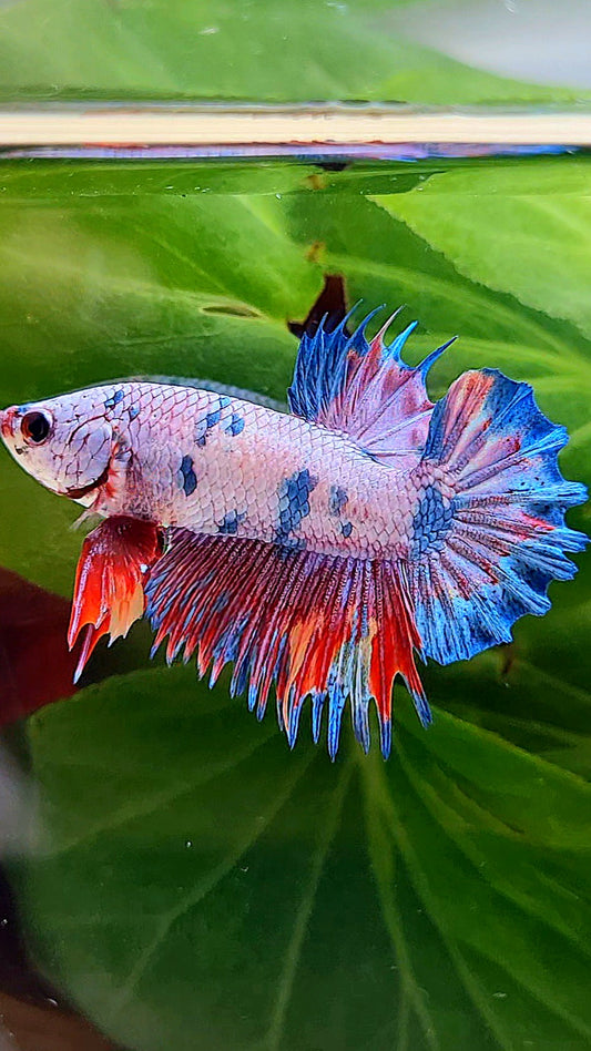CROWNTAIL PLAKAT PINK FANCY FLAMINGGO DOTS BETTA FISH