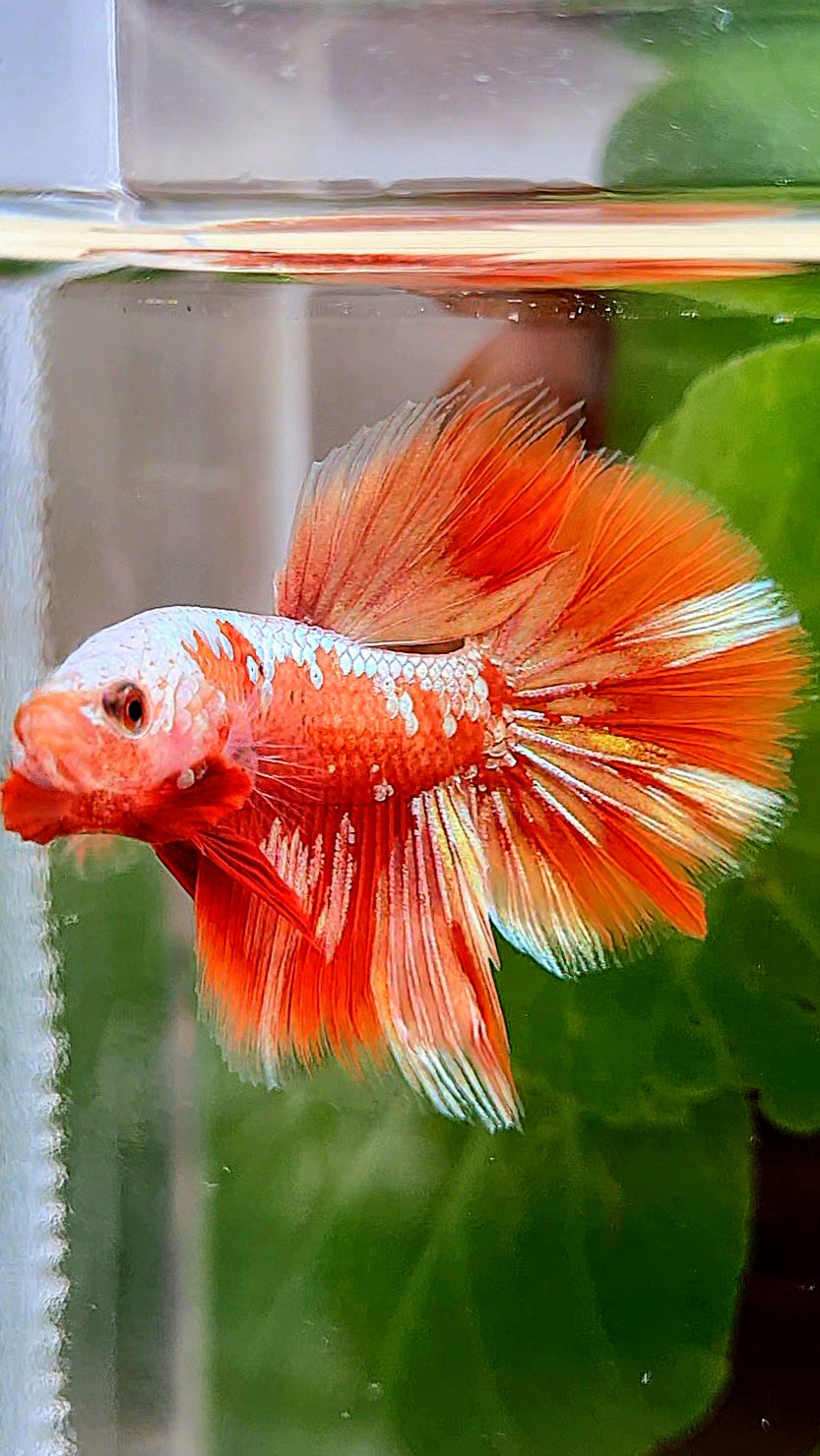 HALFMOON RED GOLD GALAXY RGG BETTA FISH