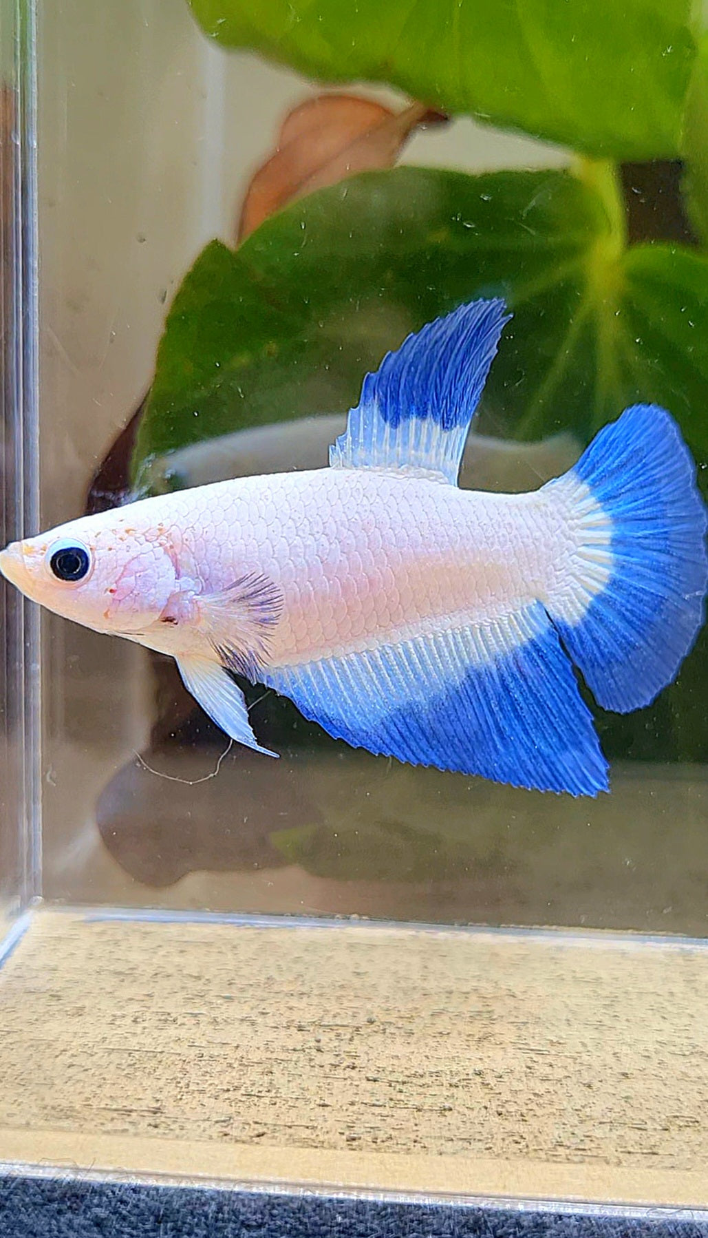 FEMALE HALFMOON BLUE RIM BUTTERFLY BETTA FISH