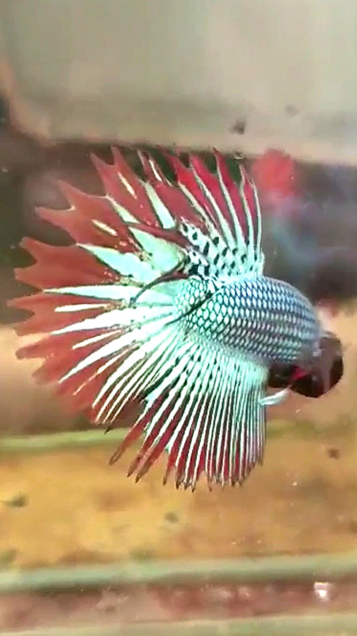 LUXURY CROWNTAIL ALIEN GREEN HYBRID WILD BETTA FISH