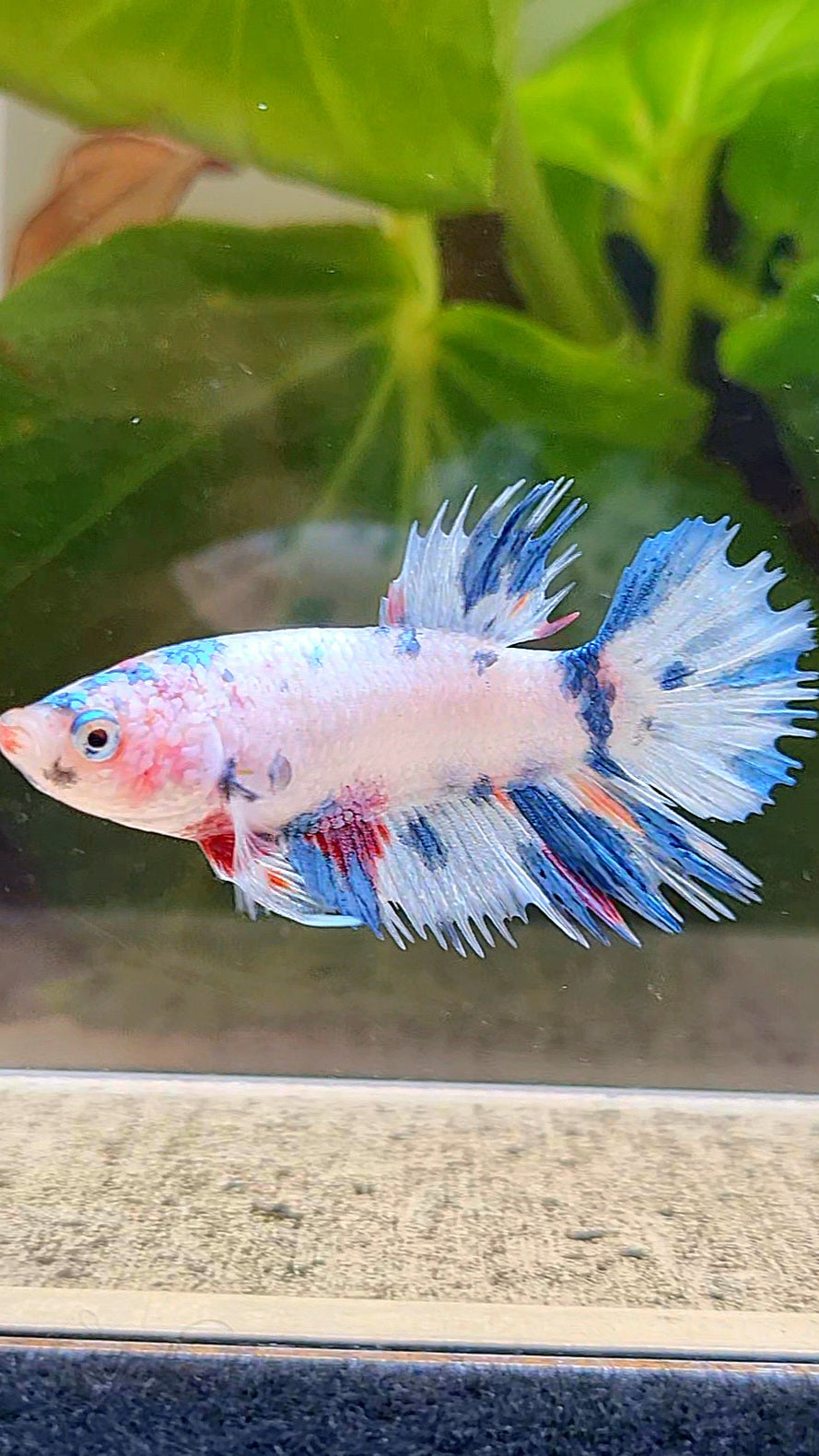 FEMALE CROWNTAIL WHITE CANDY BLUE MULTICOLOR BETTA FISH