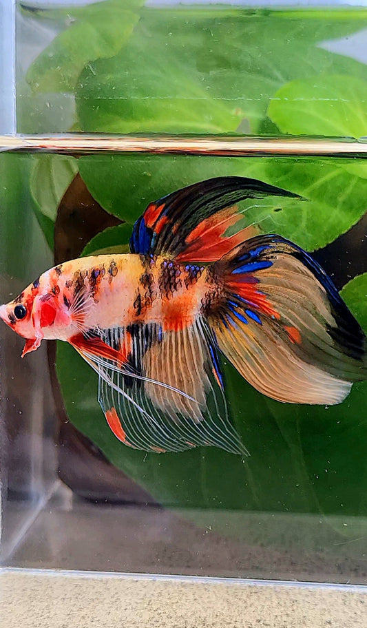 VEILTAIL YELLOW KOI TIGER MULTICOLOR BETTA FISH