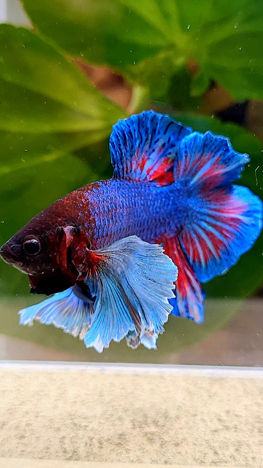 PLAKAT DOUBLE TAIL DUMBO EAR BLUE TURQUOISE BETTA FISH