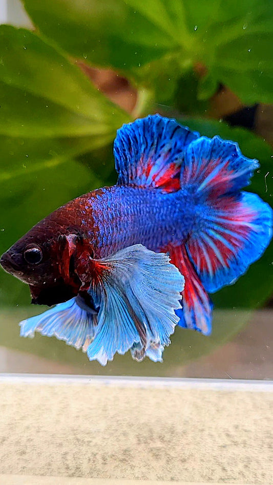 PLAKAT DOUBLE TAIL DUMBO EAR BLUE TURQUOISE BETTA FISH