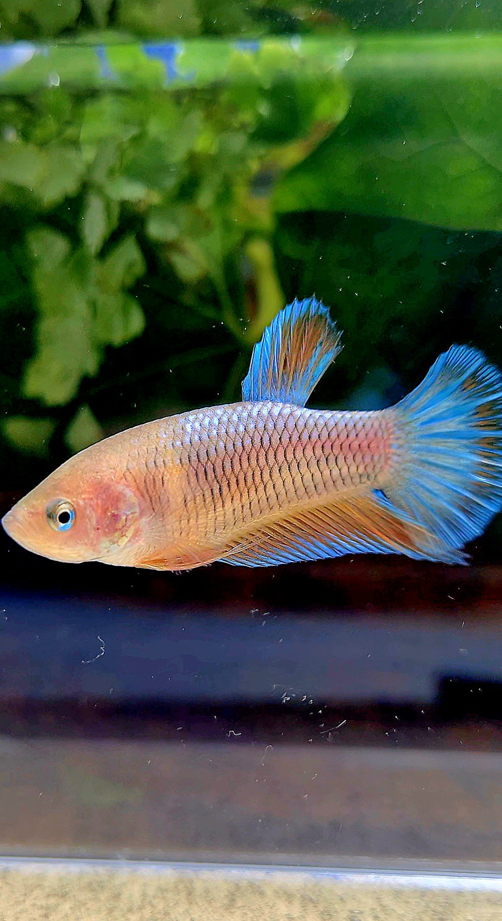 FEMALE HMPK ORANGE PINEAPPLE BETTA FISH