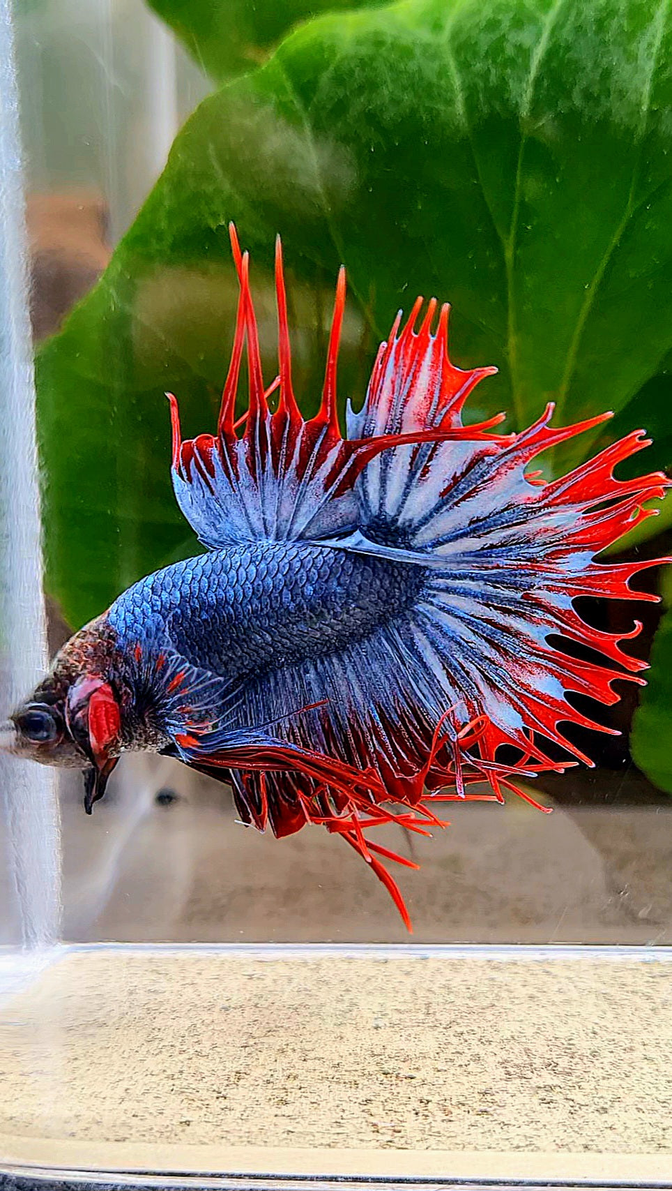CROWNTAIL MASCOT MONKEY FACE BETTA FISH