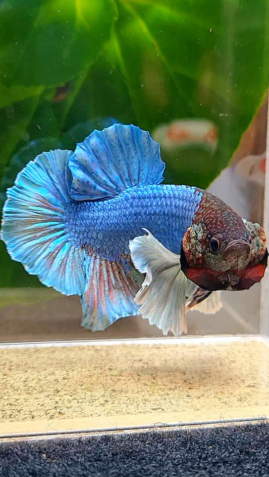 PLAKAT DUMBO EAR BLUE TURQUOISE BETTA FISH