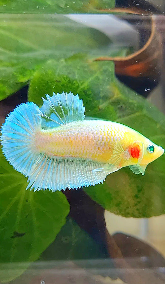 PLAKAT HULK NEON WHITE BLUE SKY UNIQUE BETTA FISH