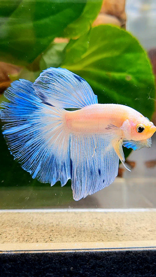 HALFMOON ROSETAIL WHITE BLUE ICE BETTA FISH