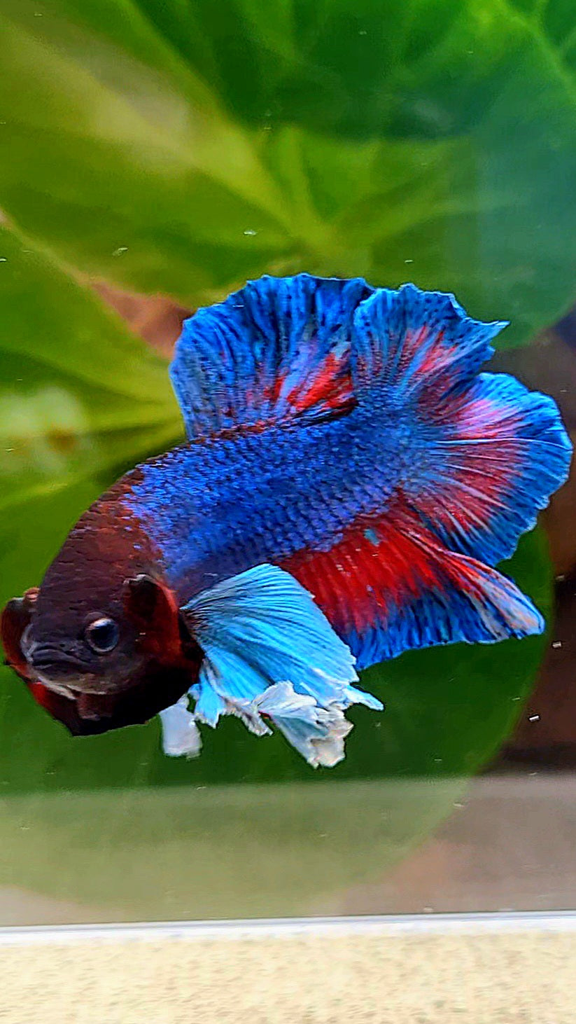 PLAKAT DOUBLE TAIL DUMBO EAR BLUE TURQUOISE BETTA FISH