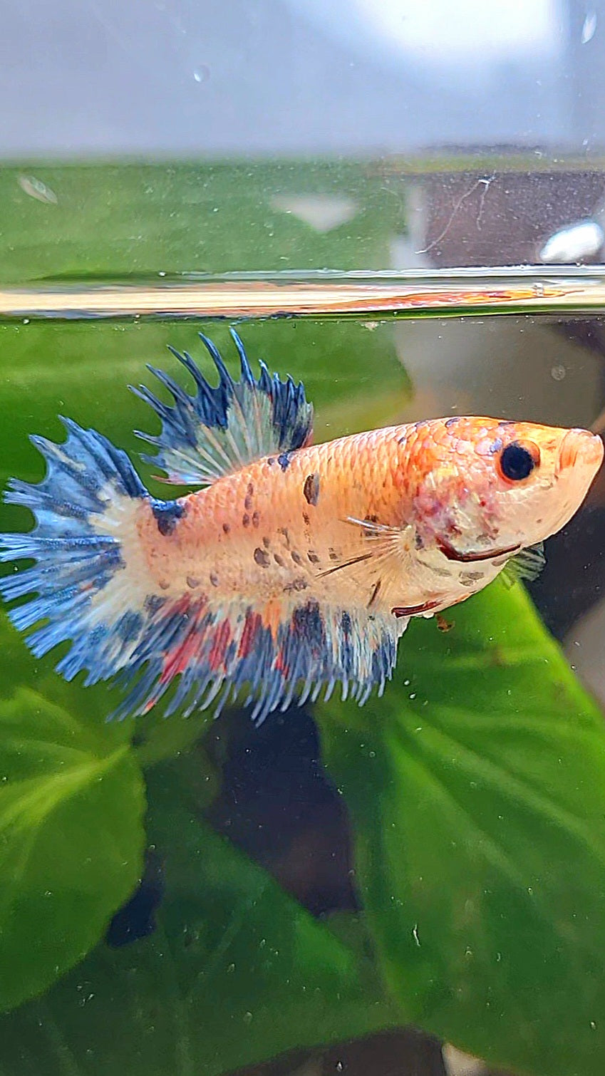 FEMALE CROWNTAIL CANDY BLUE DOTS MULTICOLOR BETTA FISH