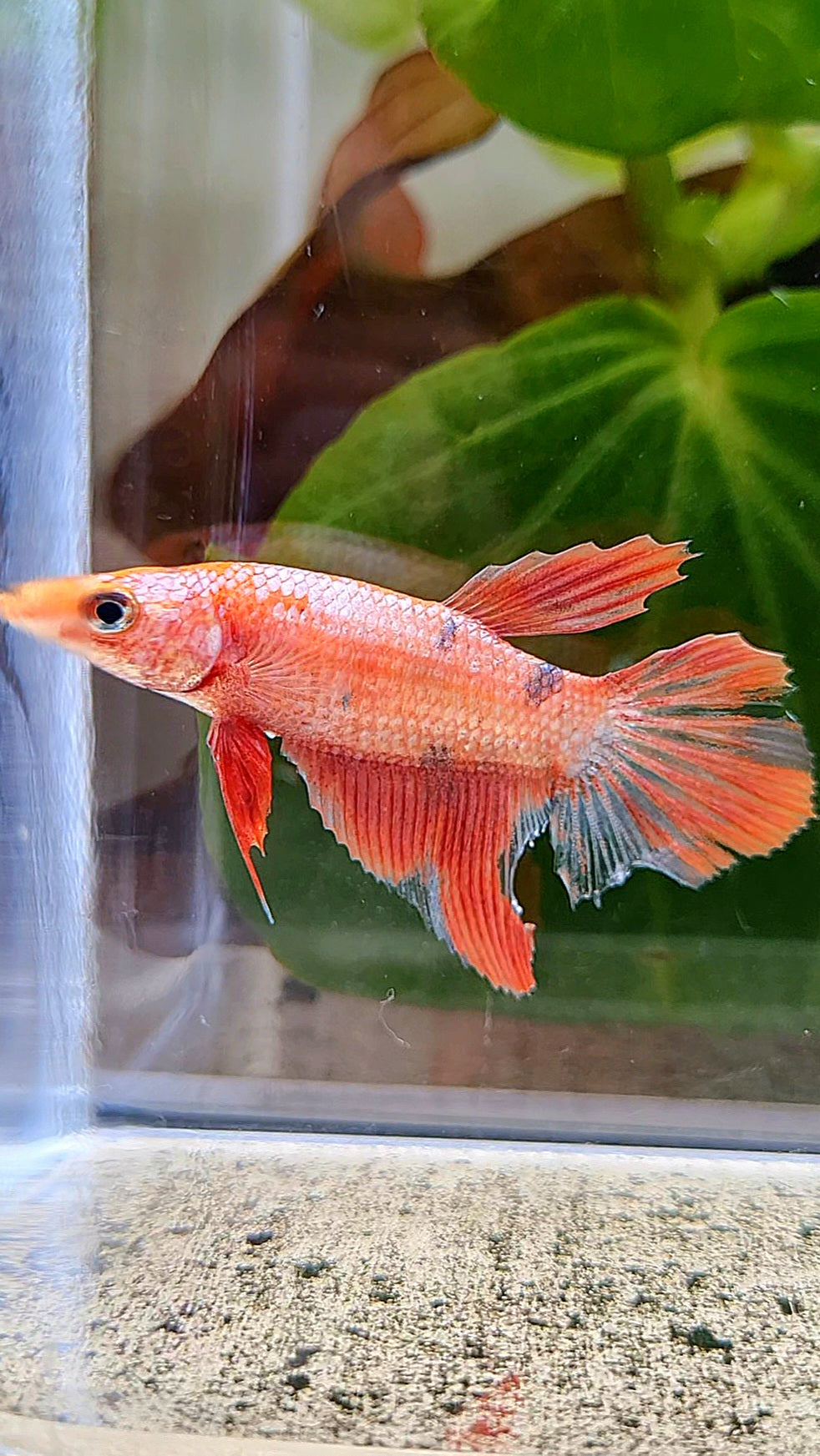 FEMALE HALFMOON RED COPPER FANCY BETTA FISH