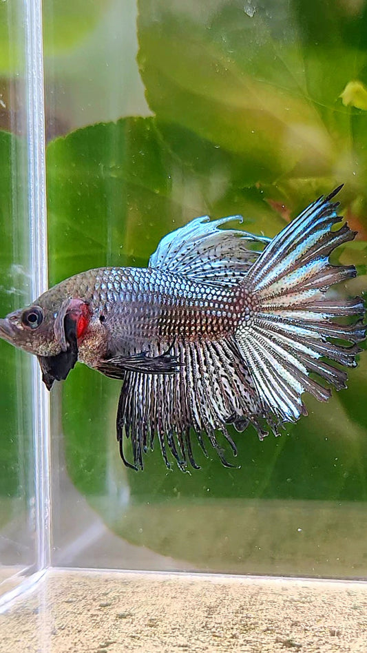 CROWNTAIL COPPER HYBRID WILD BETTA FISH