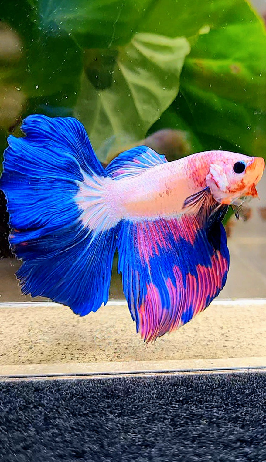 HALFMOON ROSETAIL PINK FANCY FLAMINGGO BLUE RIM BETTA FISH