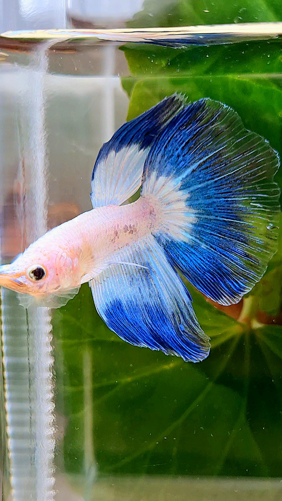 HALFMOON BLUE RIM BUTTERFLY BETTA FISH