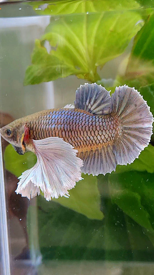 LUXURY FEMALE PLAKAT SUPER DUMBO EAR COPPER YELLOW BETTA FISH