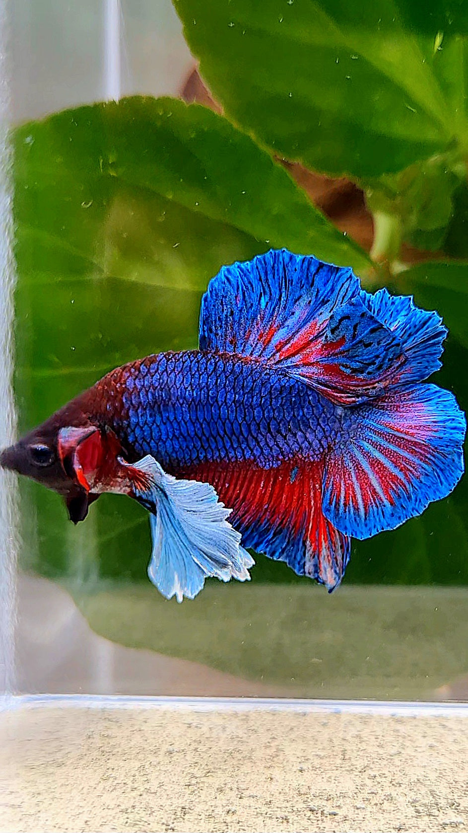 PLAKAT DOUBLE TAIL DUMBO EAR BLUE TURQUOISE BETTA FISH