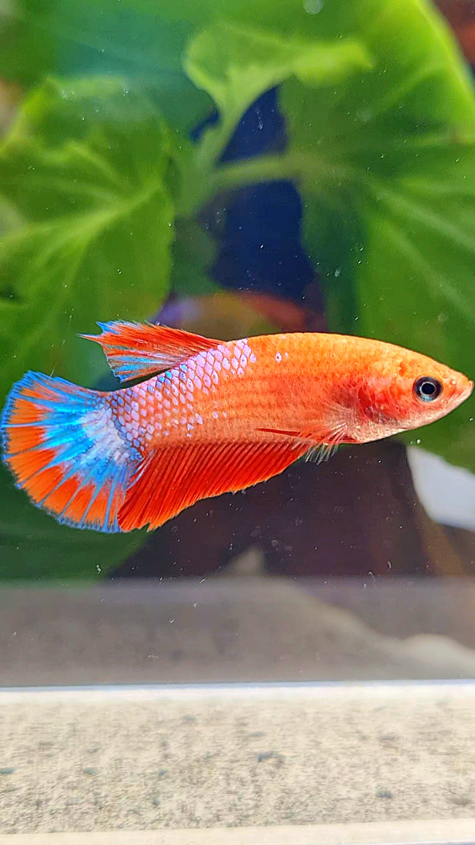 FEMALE HALFMOON RED FANCY FCCP BETTA FISH