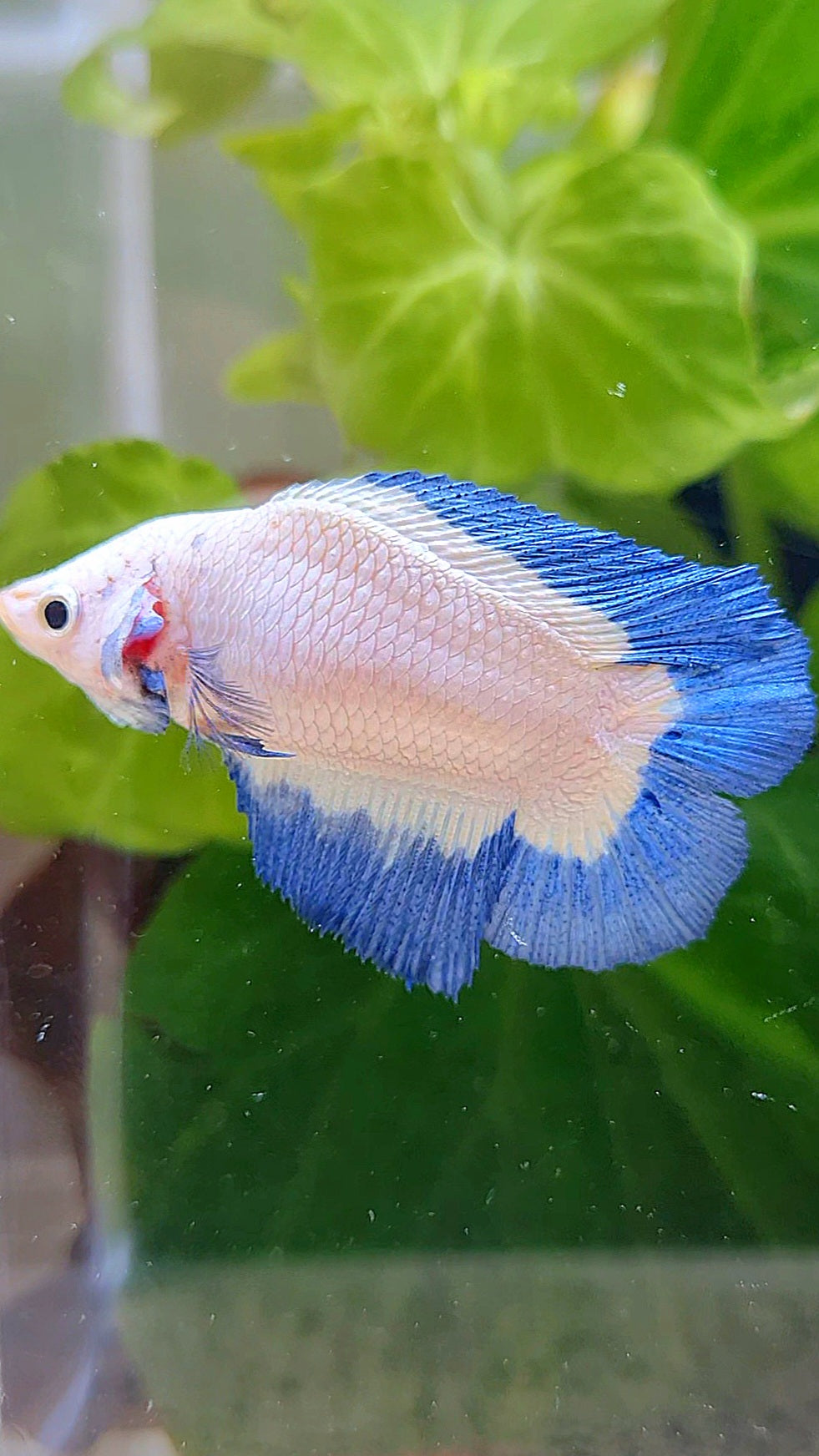 FEMALE HALFMOON DOUBLE TAIL BLUE RIM BUTTERFLY BETTA FISH