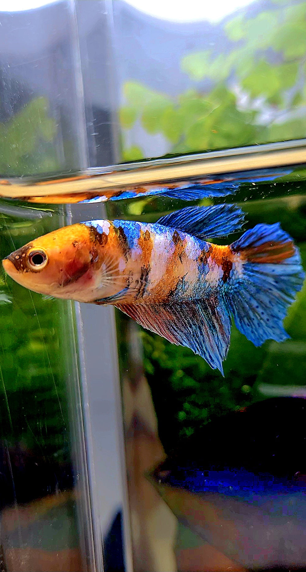 FEMALE HALFMOON GALAXY MULTICOLOR BETTA FISH