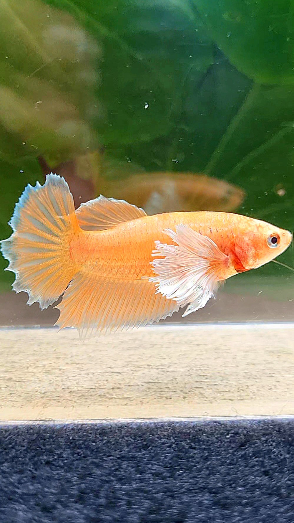 FEMALE HALFMOON DUMBO EAR ORANGE BETTA FISH