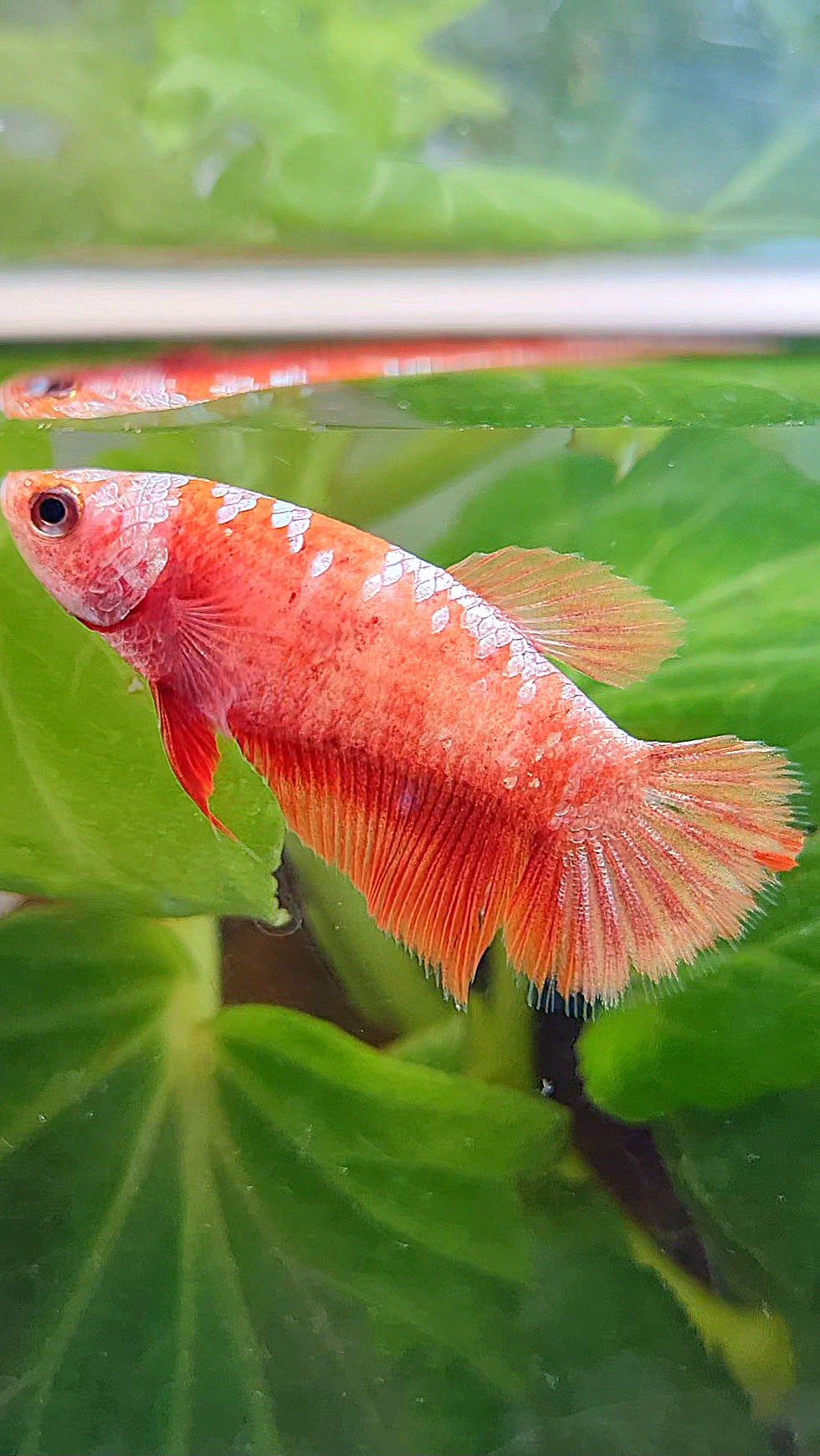 FEMALE HALFMOON RED GOLD GALAXY RGG BETTA FISH